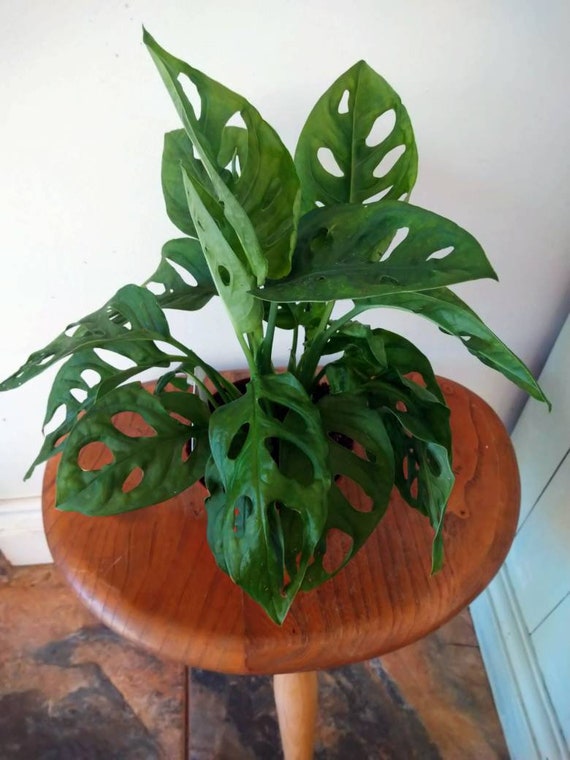 Monstera Obliqua 'leichtlinii' . Indoor House Plant, 10cm Pot. 25 Cm Height  - Etsy Singapore