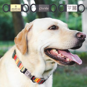 May include: A yellow Labrador Retriever wearing a colorful dog collar with a silver tag that reads "Bailey" and a QR code. The dog is wearing a black collar with a silver tag that reads "Charlie".