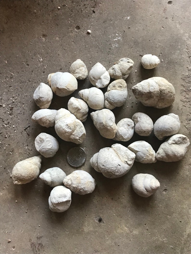 Tylostoma Cretaceous Age Gastropod Snail Fossil From Texas Etsy