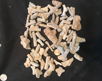 One Pound of Ordovician age Bryozoan Fossils from Ohio educators teachers crafts fossil collectors