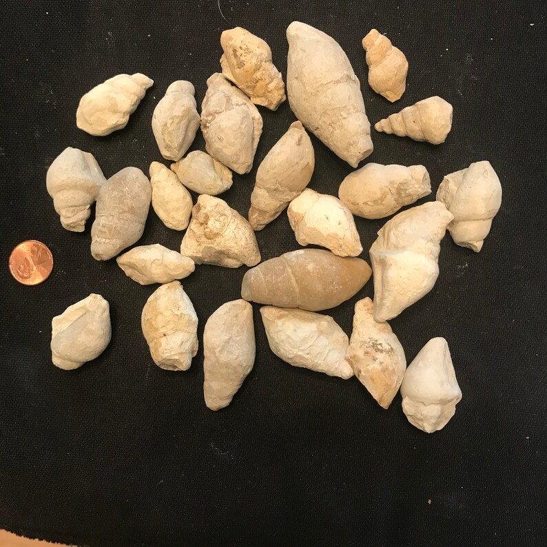 Anchura Cretaceous age Gastropod Snail Fossil from Texas great Etsy