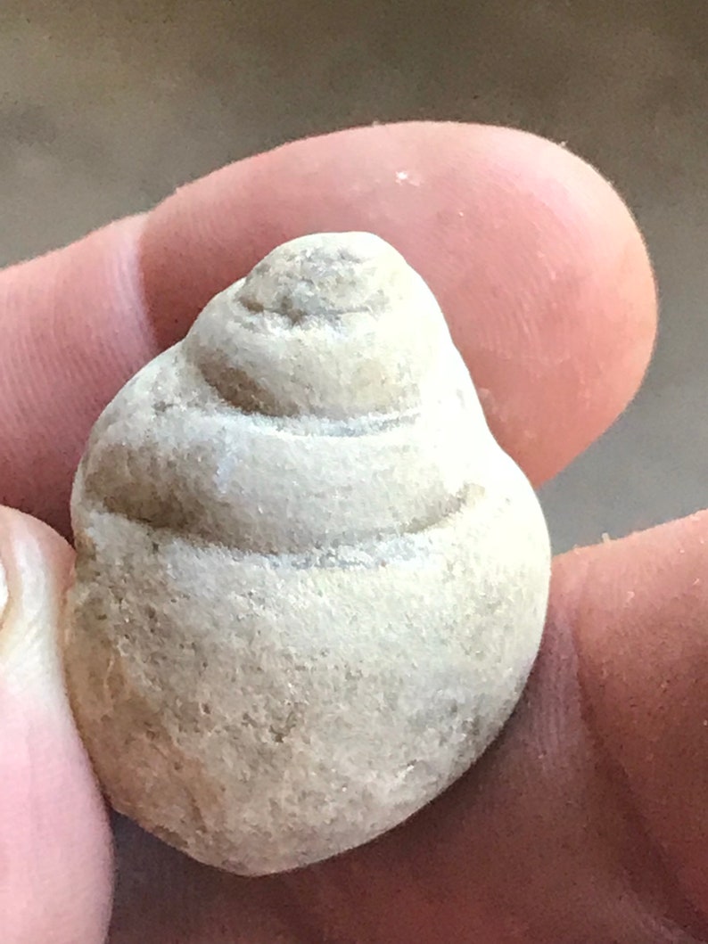 Tylostoma Cretaceous Age Gastropod Snail Fossil From Texas Etsy