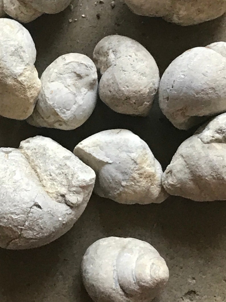 Tylostoma Cretaceous Age Gastropod Snail Fossil From Texas Etsy