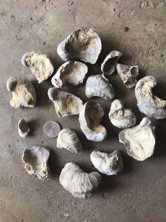 Texigryphaea Devil S Toenail Oyster Fossils One Pound Lot Etsy
