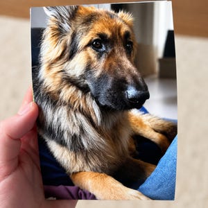 May include: A photograph of a German Shepherd dog with long, thick fur in shades of black, tan, and gold. The dog has a dark muzzle, alert brown eyes, and pointed ears, captured in a portrait-style view with a focused expression.