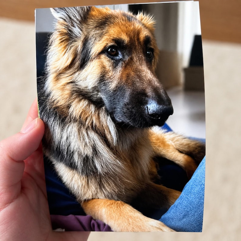 May include: A photograph of a German Shepherd dog with long, thick fur in shades of black, tan, and gold. The dog has a dark muzzle, alert brown eyes, and pointed ears, captured in a portrait-style view with a focused expression.
