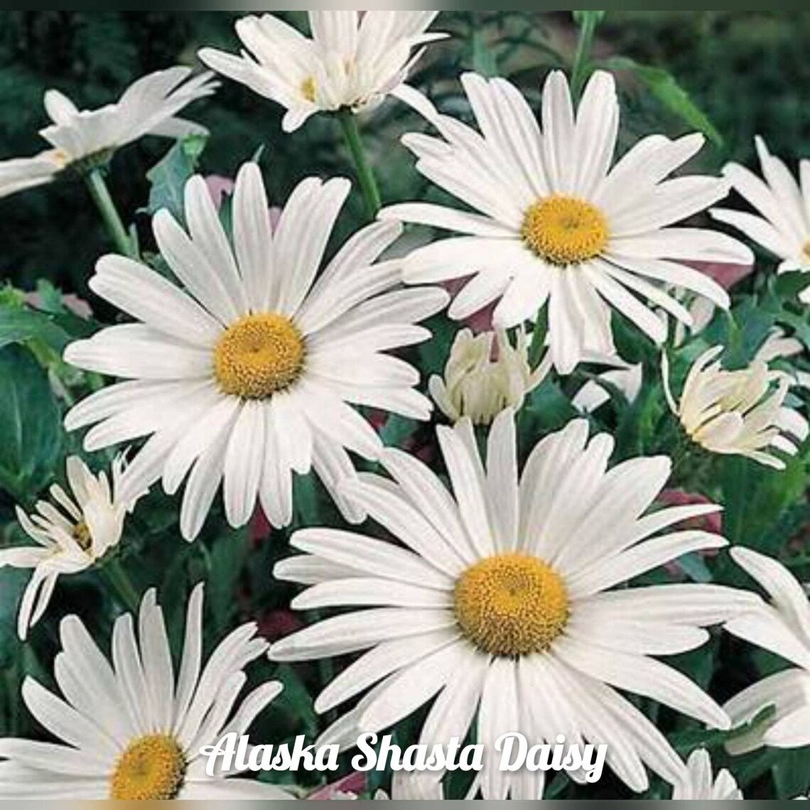Alaska Shasta Daisy Chrysanthemum maximum Flower Seeds 350 Etsy