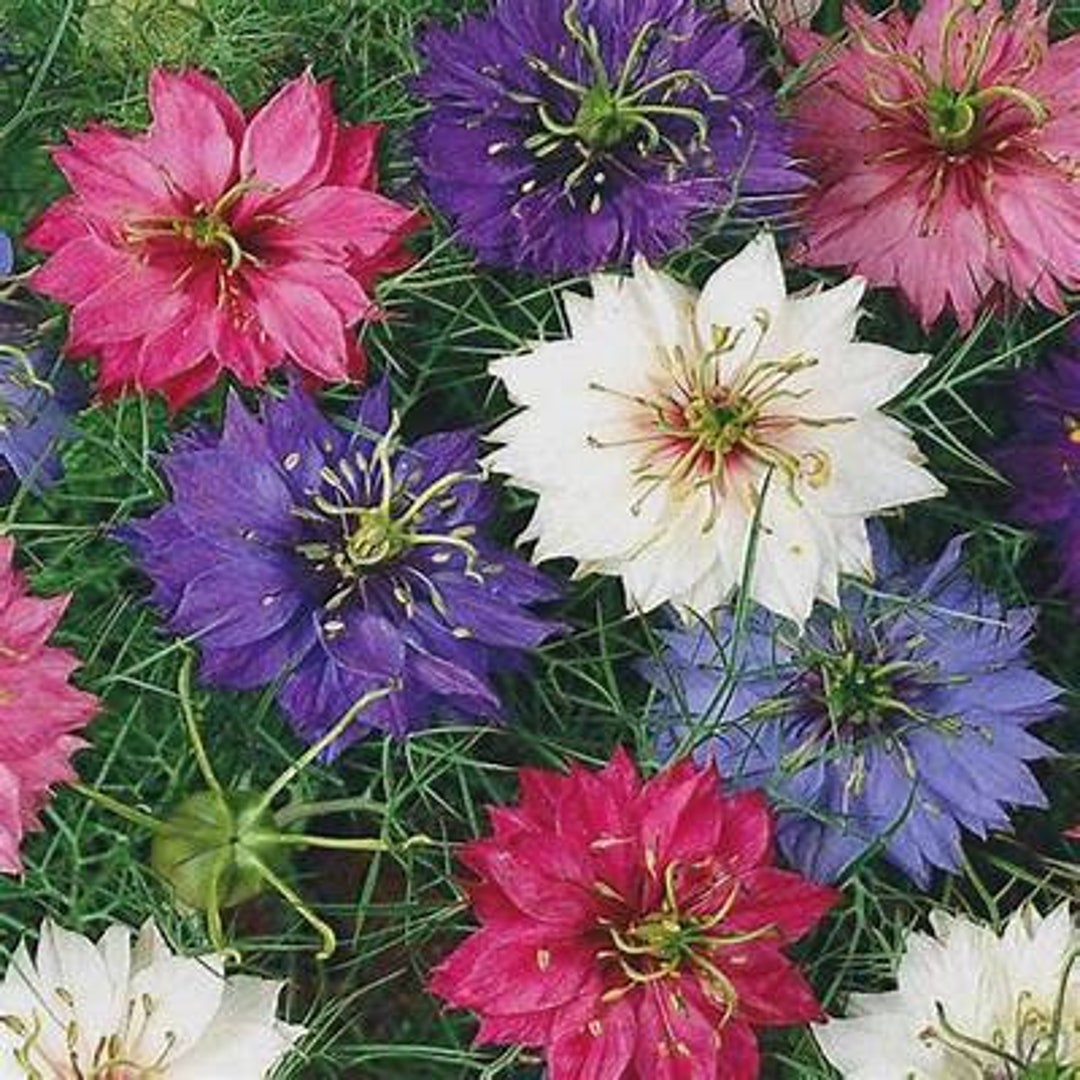 Love in a Mist Miss Jekyll Mix Flower 200 Seeds Etsy