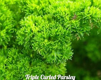 Seeds 100 Triple Moss Curled Herb Parsley NON-GMO 