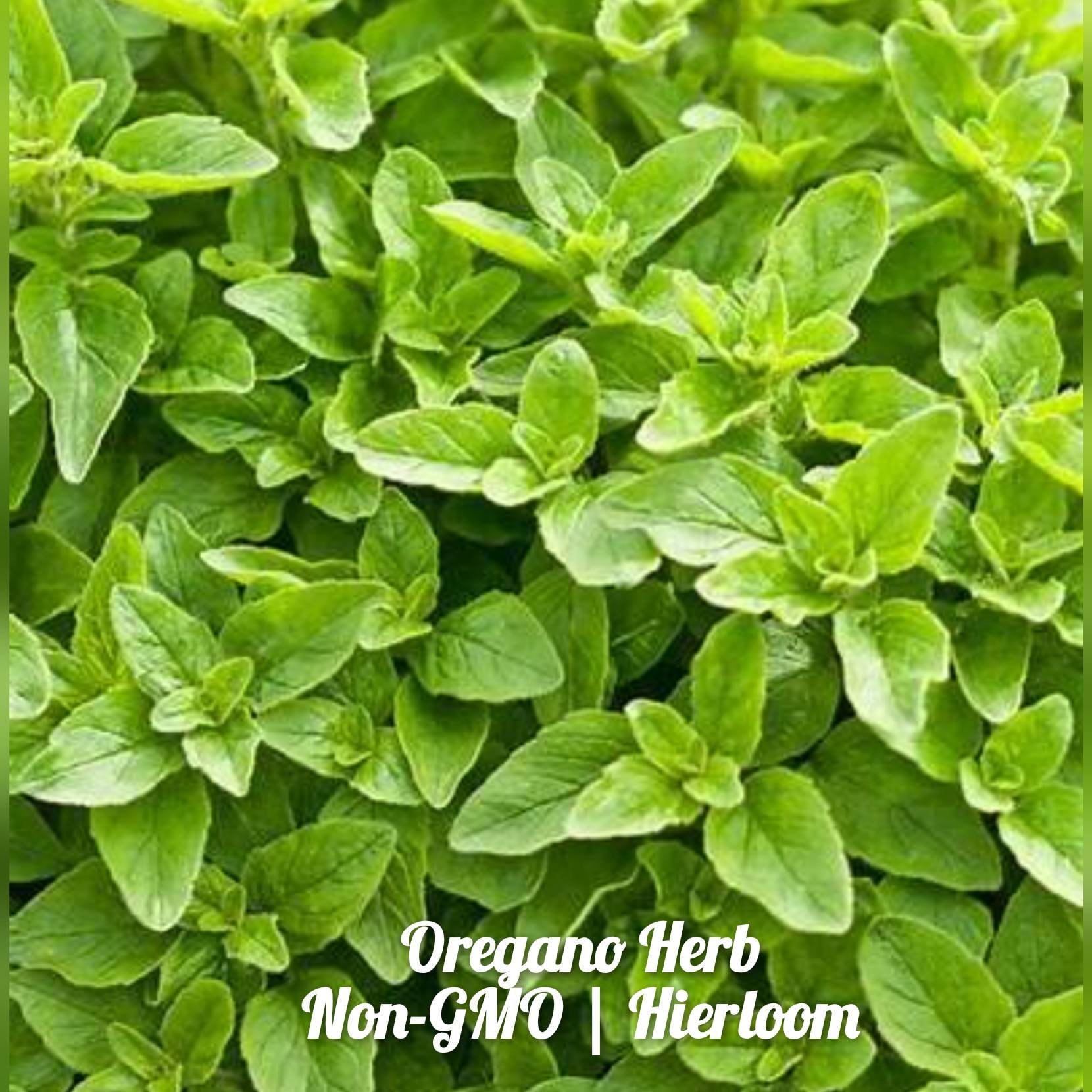 Орегано как называется по другому. Майоран и орегано. Дикий орегано. Орегано растение. Майоран.