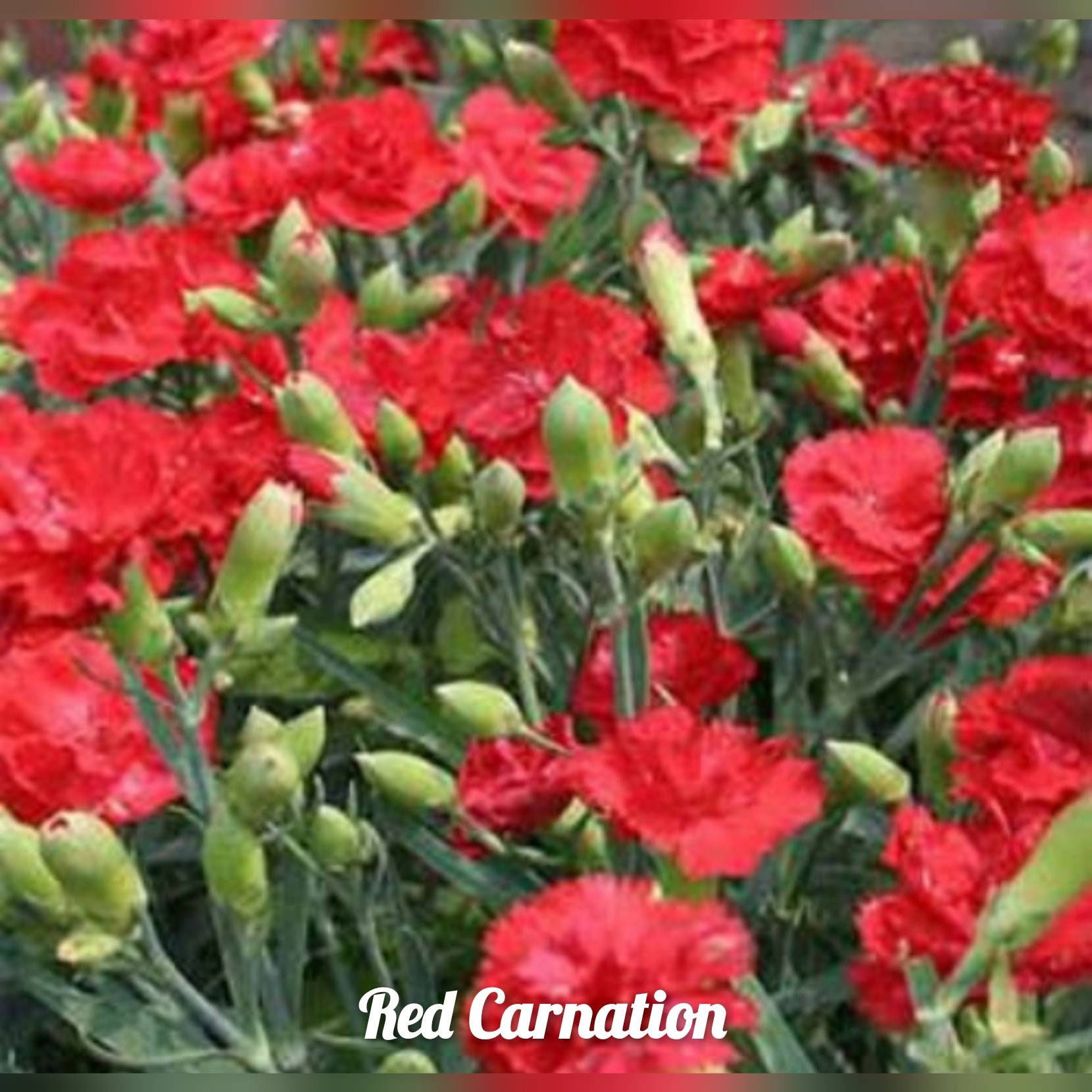 Carnation Red dianthus Caryophyllus Flower 100 Seeds Free Etsy UK