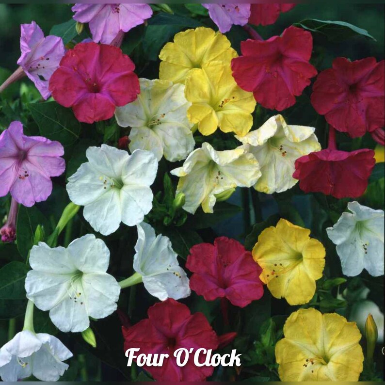 Four Oclock Mix Perennial Flower 30 Seeds Free Shipping Etsy