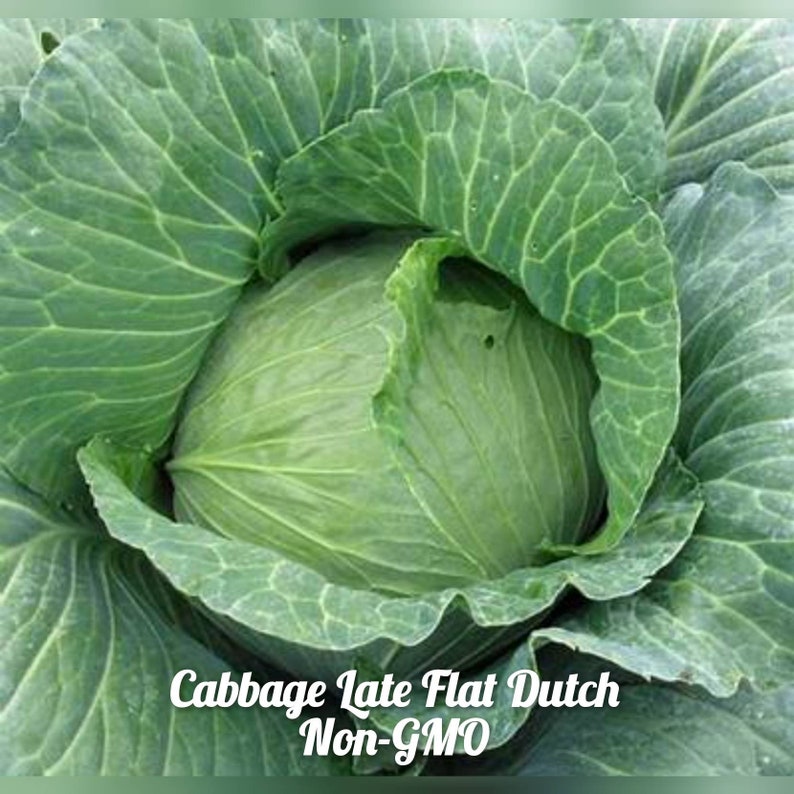 Cabbage Late Flat Dutch 100 Seeds Nongmo Free Shipping Etsy