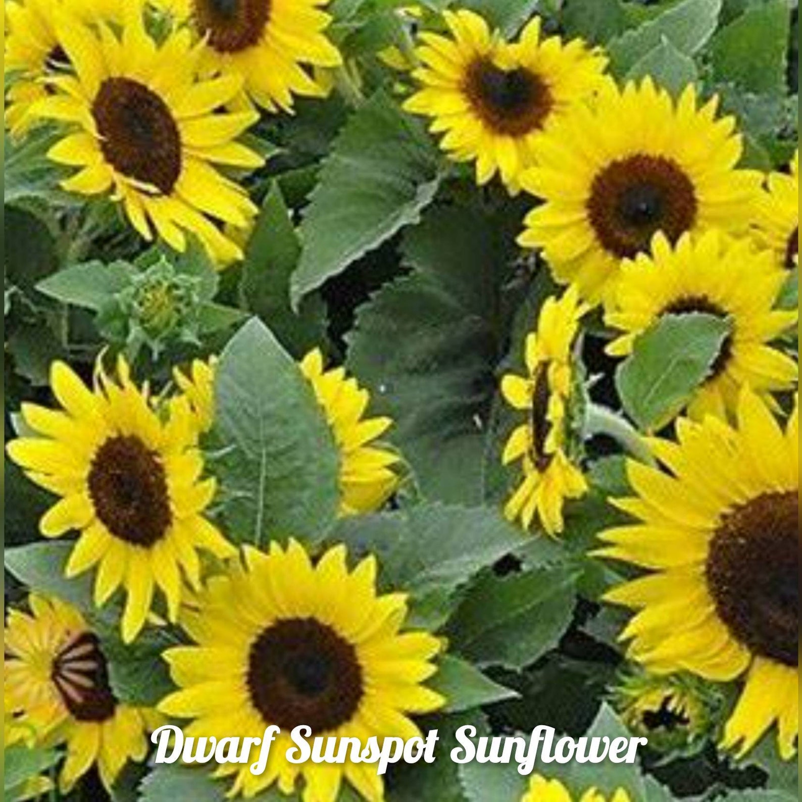 Dwarf Sunspot Sunflower Seeds 50 Free Shipping USA Etsy