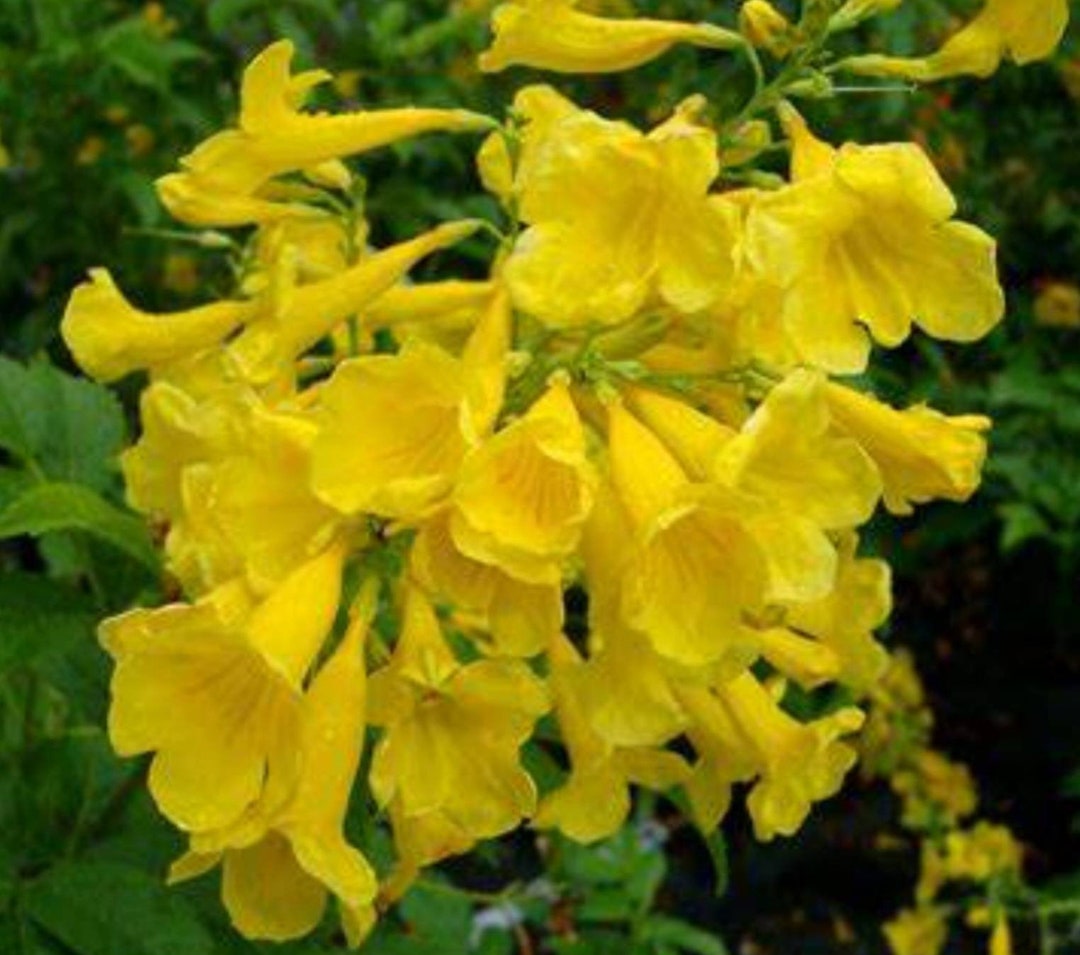 esperanza-tacoma-stans-50-seeds-etsy