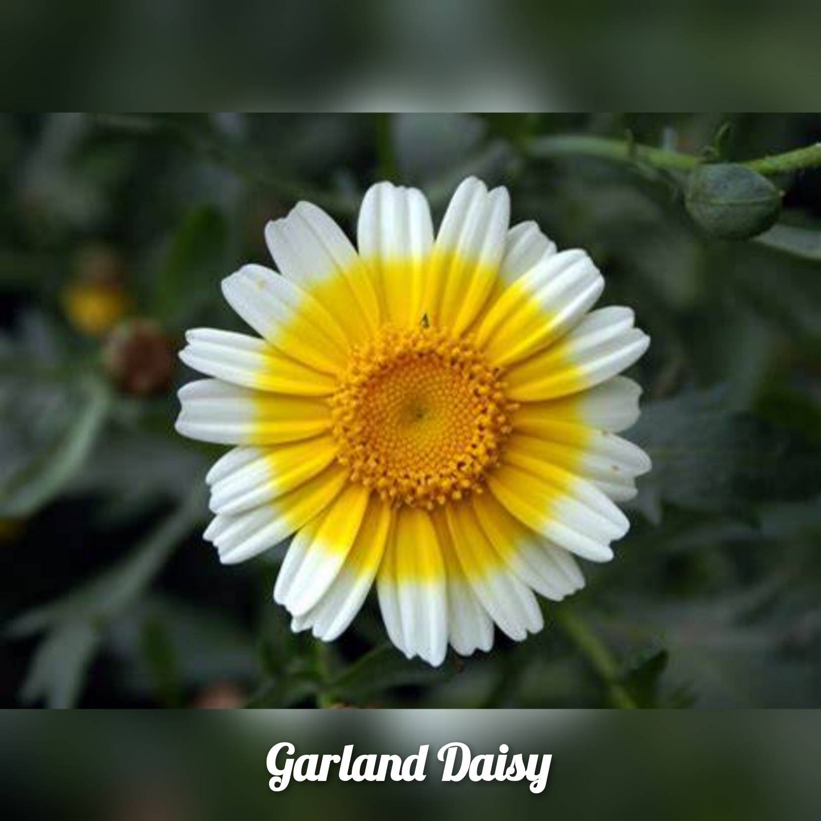 Garland Daisy Seeds Chrysanthemum coronarium Flower Seeds Etsy
