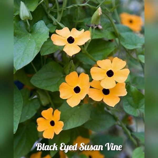 Black Eyed Susan Vine Etsy