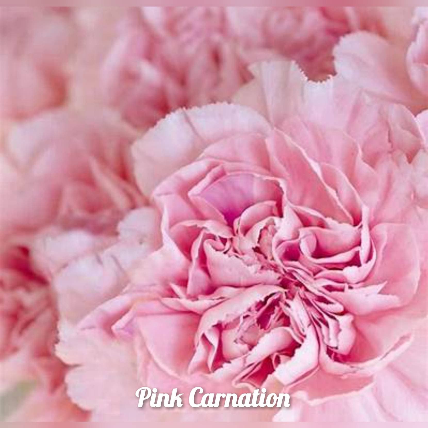 100 Maroon Carnation Seeds Dianthus Flowers Seed Flower Perennial 225 US Seller