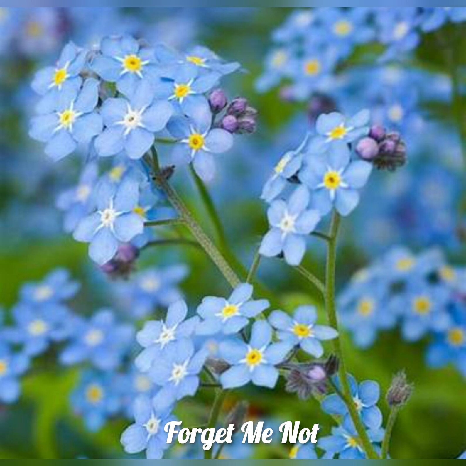 forgetmenot