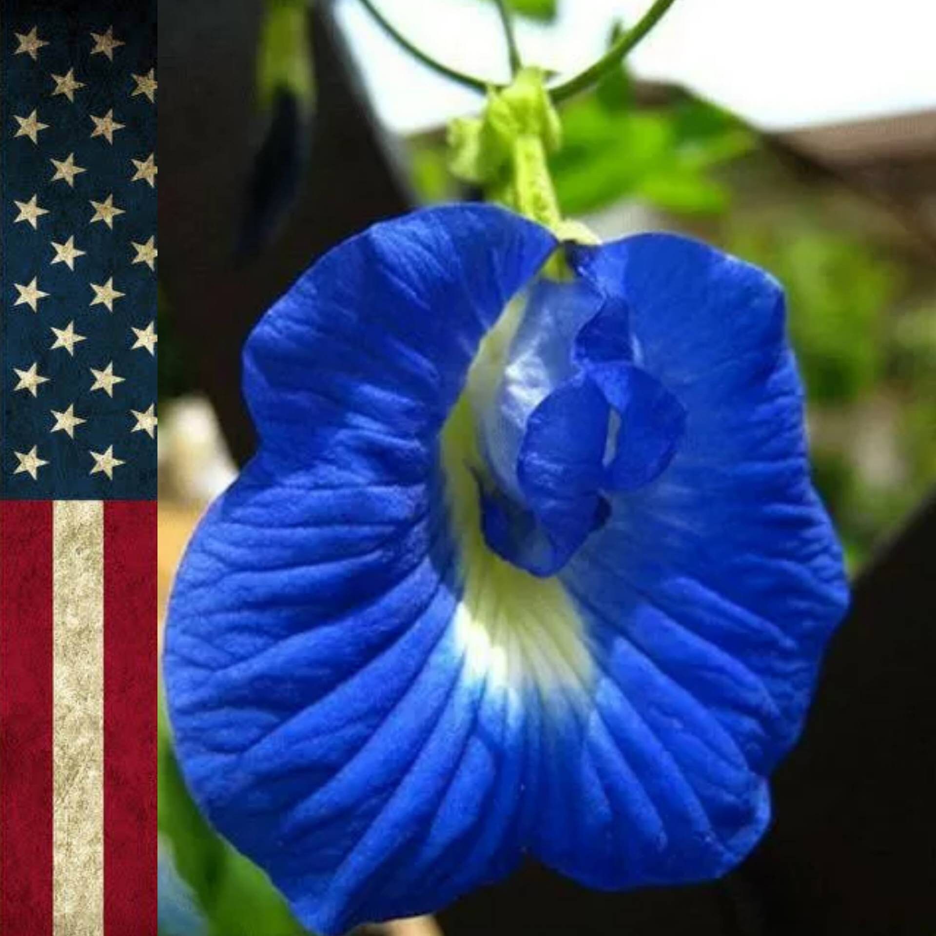 Blue Butterfly Pea Seeds 15 Etsy