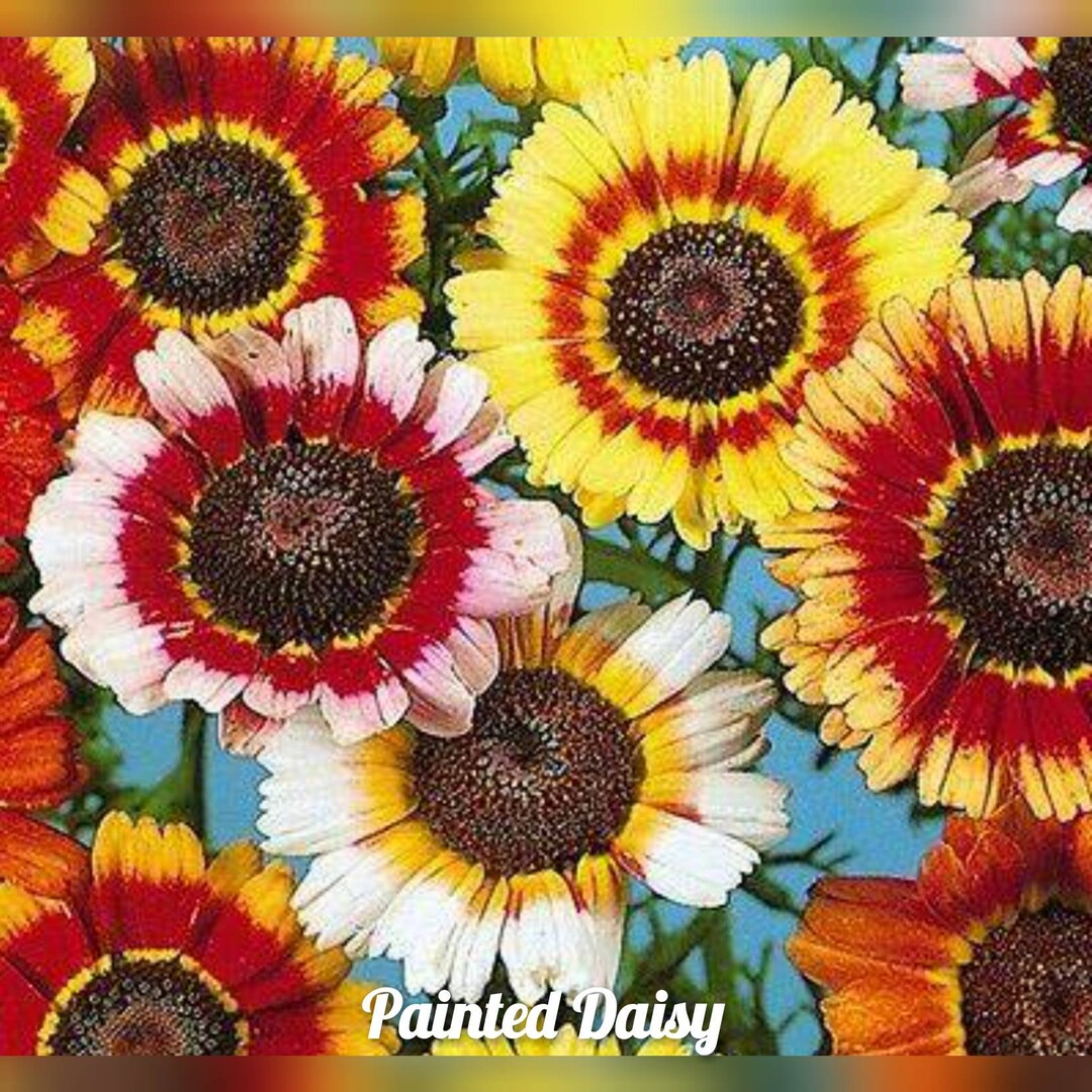 Chrysanthemum Painted Daisy 200 Seeds Etsy