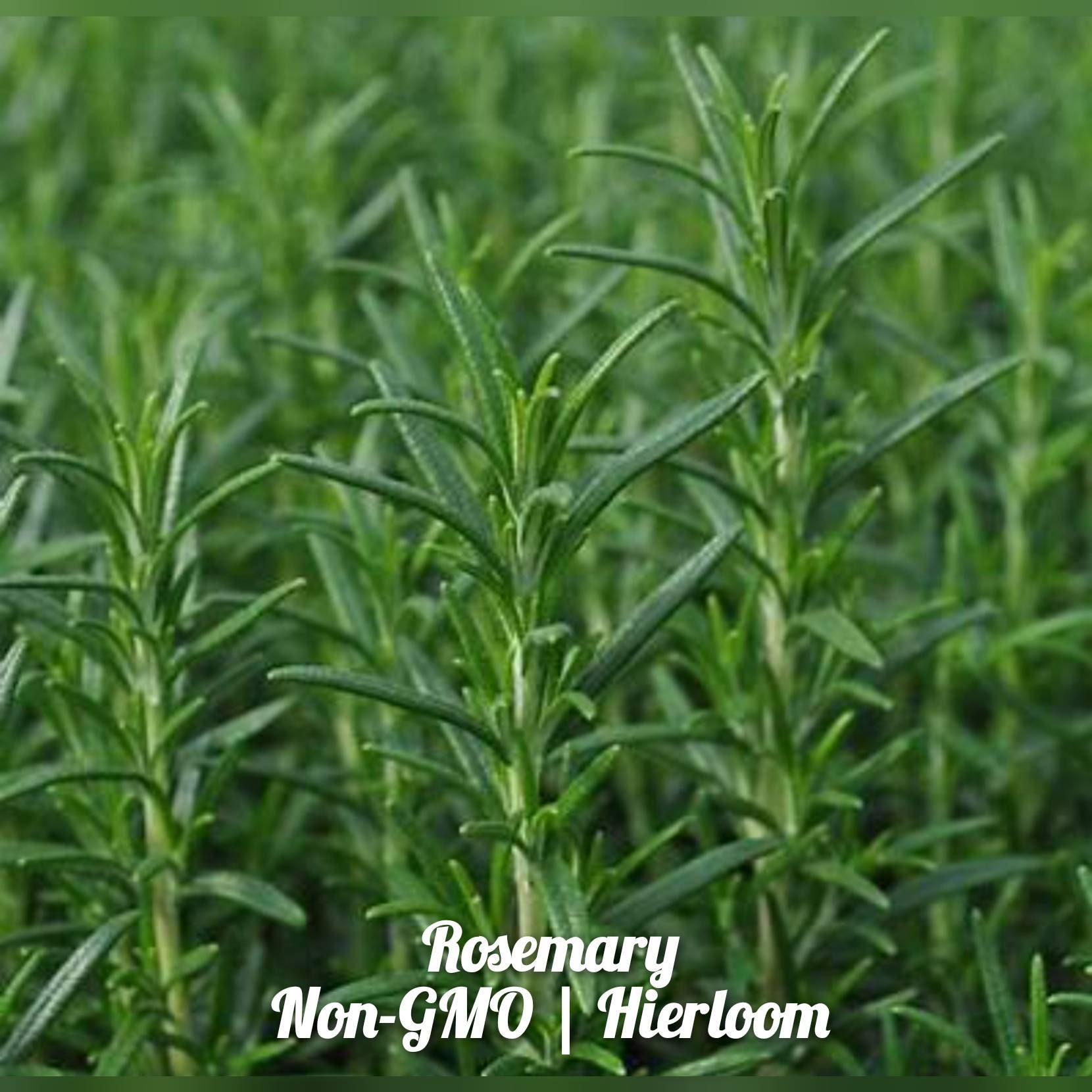 Rosemary Herb Seeds 100 / Envío gratis / Caléndulas gratis Etsy