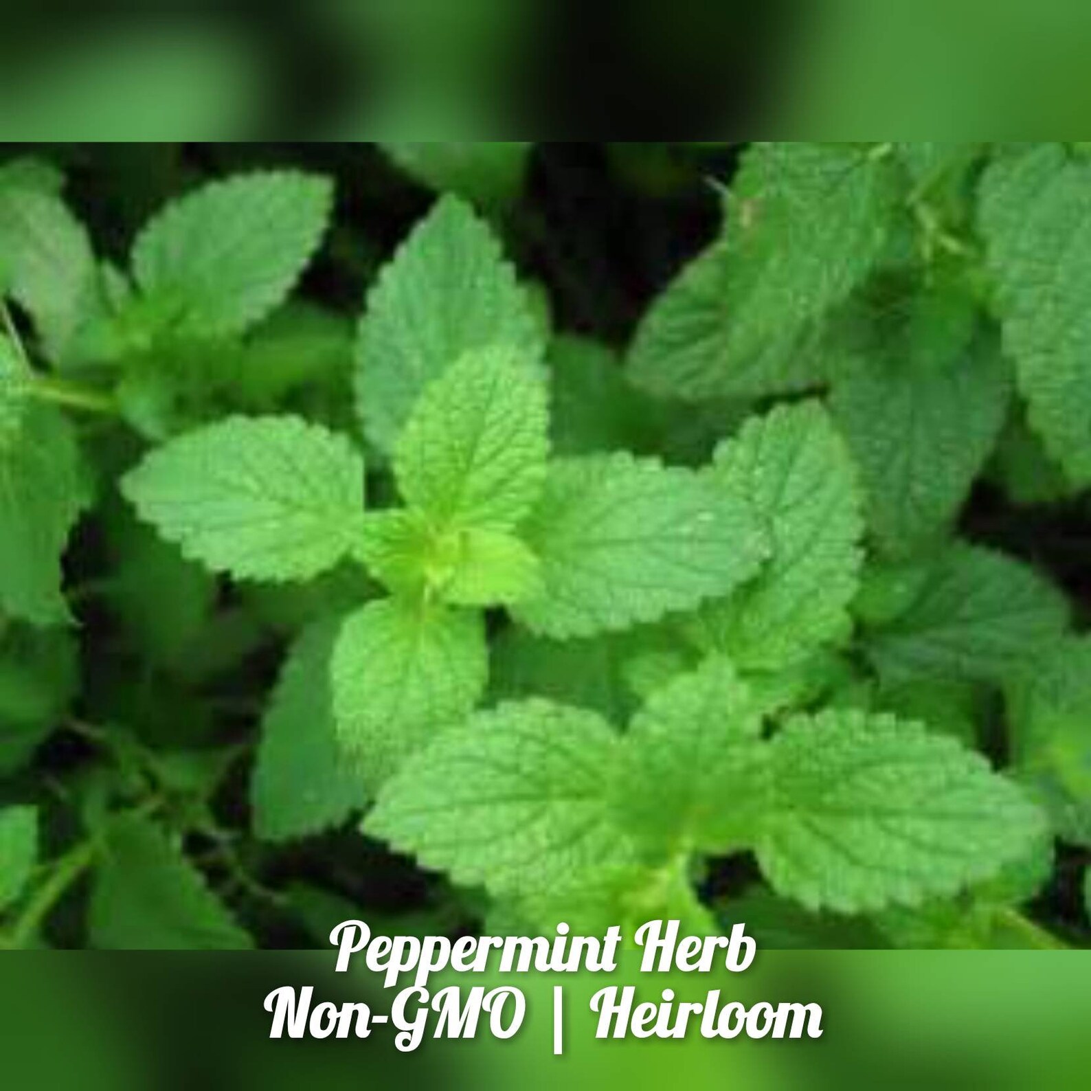 Peppermint Herb Seeds 100 Free Shipping Free Marigolds Etsy