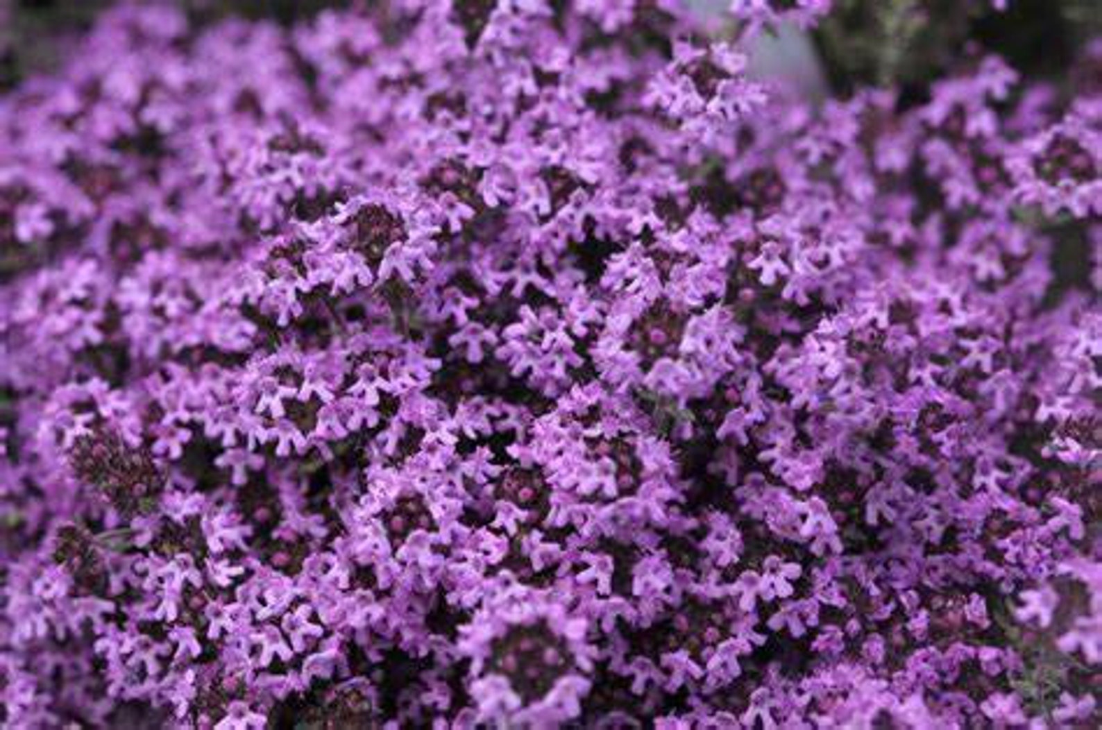 Creeping Thyme Flower 100 Seeds Free Shipping Etsy