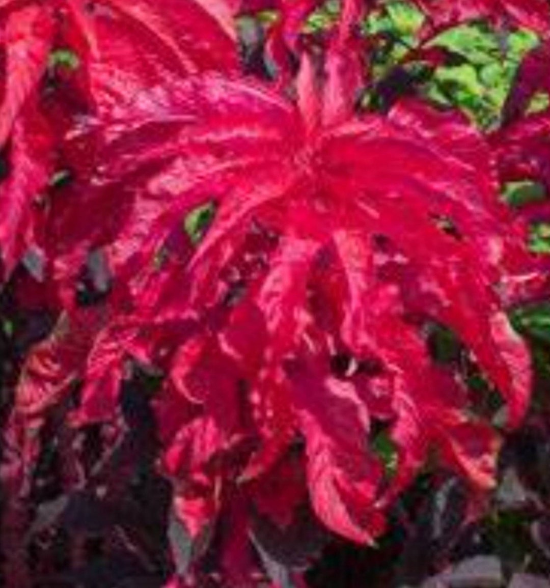 Amaranthus Fire 100 Seeds Etsy