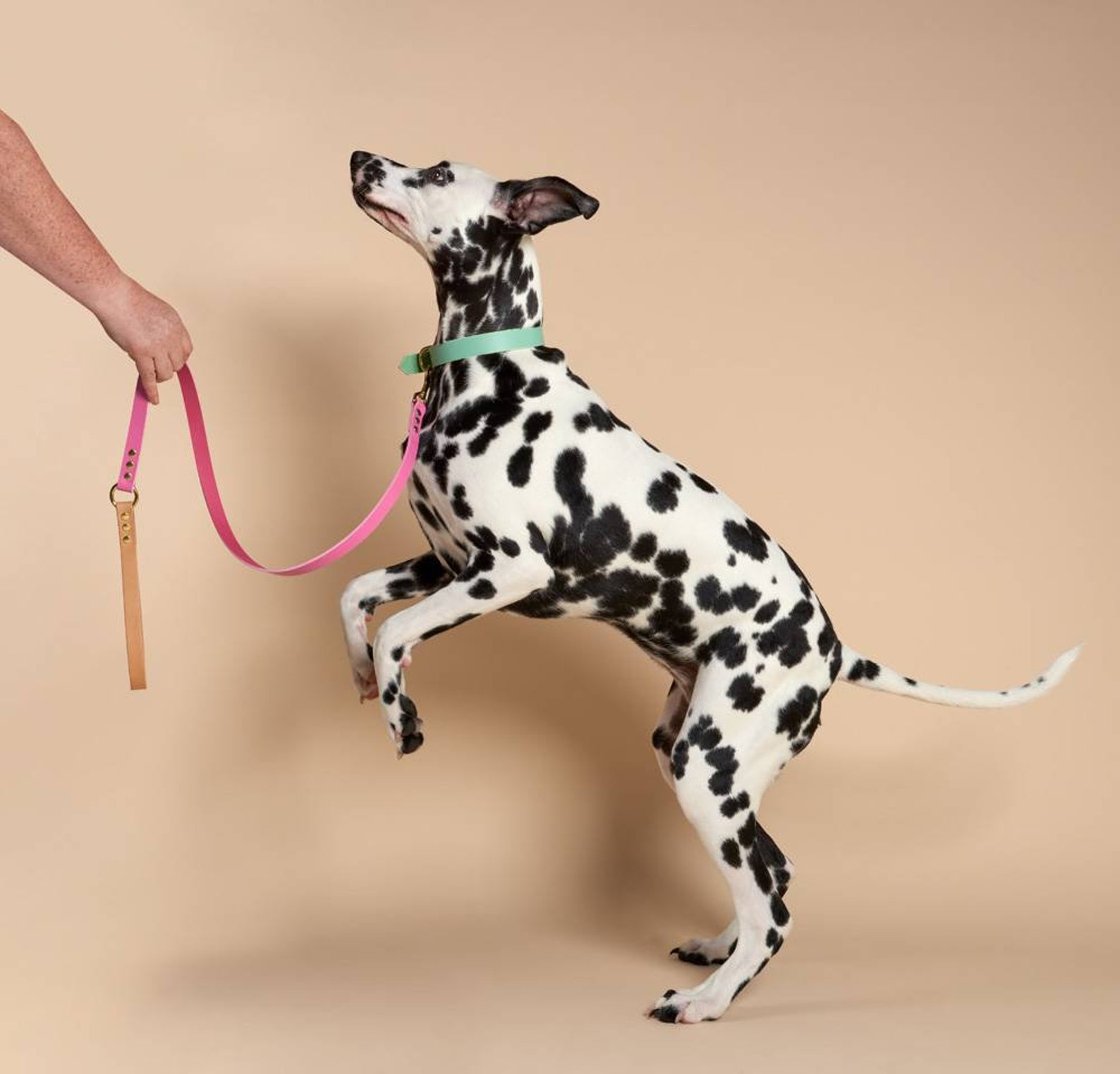 4+ Great Leather Dog Leashes From Australian Brands