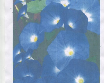 50+-Rare- blue moon flower - morning glory seeds - free shipping