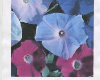 50 + Red/white & blue morning glory seeds-large blooms 3-4 in. blooms -ready for 2024 planting season-check out free seeds ...