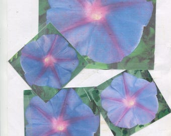 50 + Purple - ipomoea nil - morning glory seeds ... pink throat ... easy grown ...ready for 2024 spring planting ...check-out free seeds ...