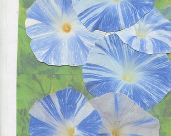 50+ - Blue Flying Saucer - morning glory seeds - ready for 2024/25 planting -- check out the free seeds ...