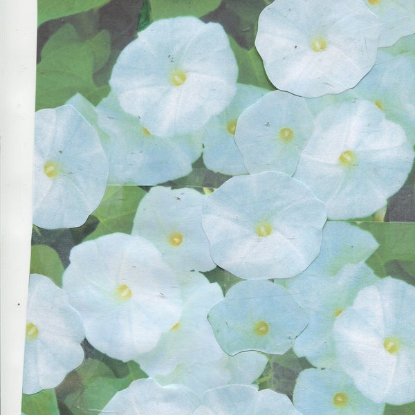 50 +-Pearly Gates-morning glory seeds-large beautiful crisp white blooms-easy fast grower-check out free seeds ...