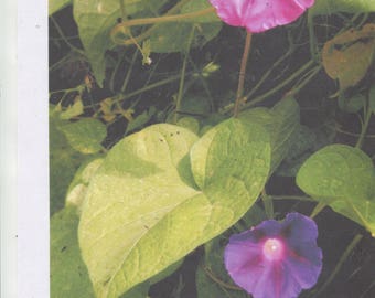 50 + Pink & Purple-morning glory seeds-heavy bloomer-for 2024 planting season-check out free seeds ...