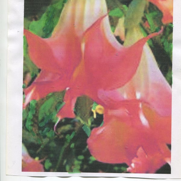 50 + Bright Red Angel Trumpet - yellow/blue/pink also available - for spring 2024 planting - check out free seeds ...