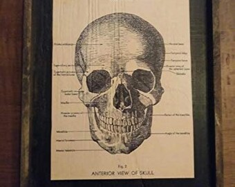 Skull Diagram - Wooden Sign