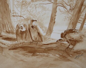Original work, drawing griffon vultures in pencil and monochrome wash by Bernard Guédon