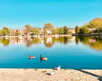 Swans on the Lake - Digital Photo
