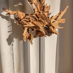 Tozro of ancient forest - Acacia root sculpture
