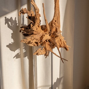 Tozro of an ancient creature - Acacia root sculpture