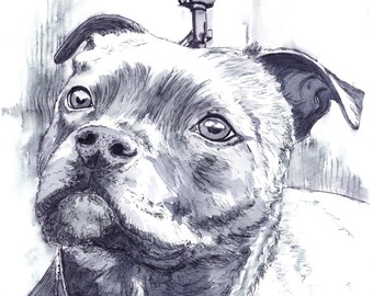 Custom Pet Portrait. Staffie Pen & Ink / Drawing from photo by Karin Hocher