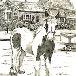 Piebald cob horse "Patch" in Blakeney, Norfolk - Hoge kwaliteit Giclée Prints en gepersonaliseerde kaarten van een originele pen & inkt door Karin Hocher