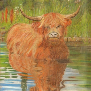 Highland Bull - Norfolk - Quality Print of an Original Pastel Artwork by Karin Hocher