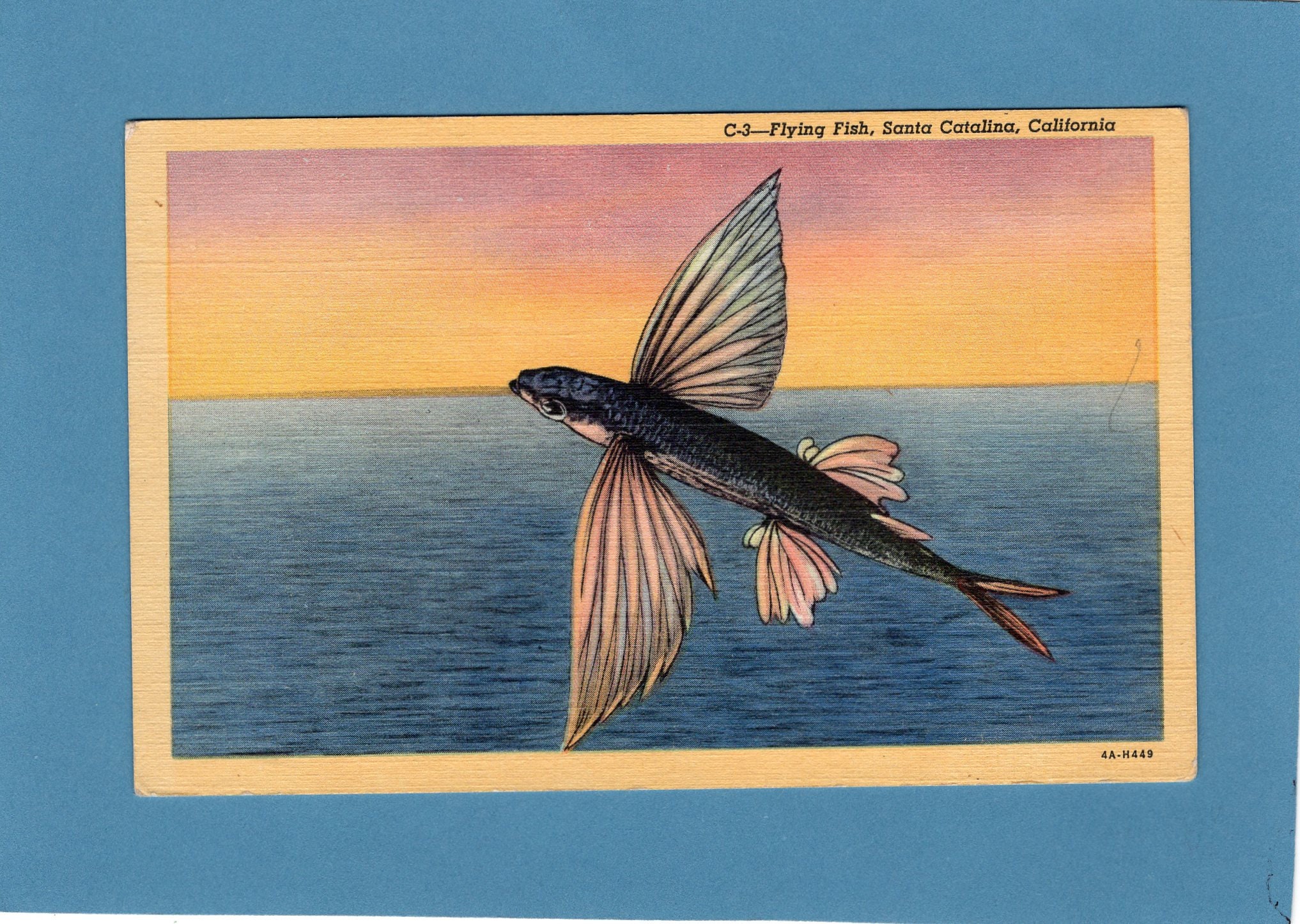 Flying Fish Santa Catalina California Vintage Linen Etsy