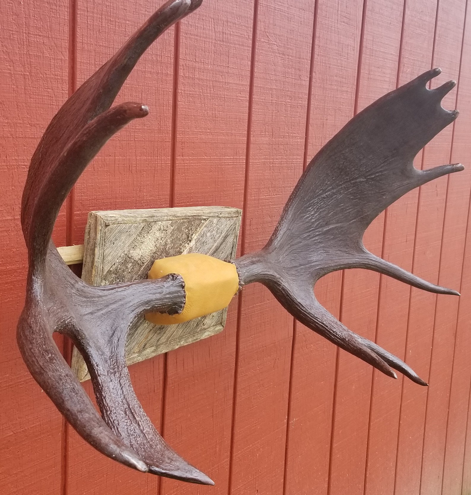 Professionally mounted authentic moose antler sheds Etsy