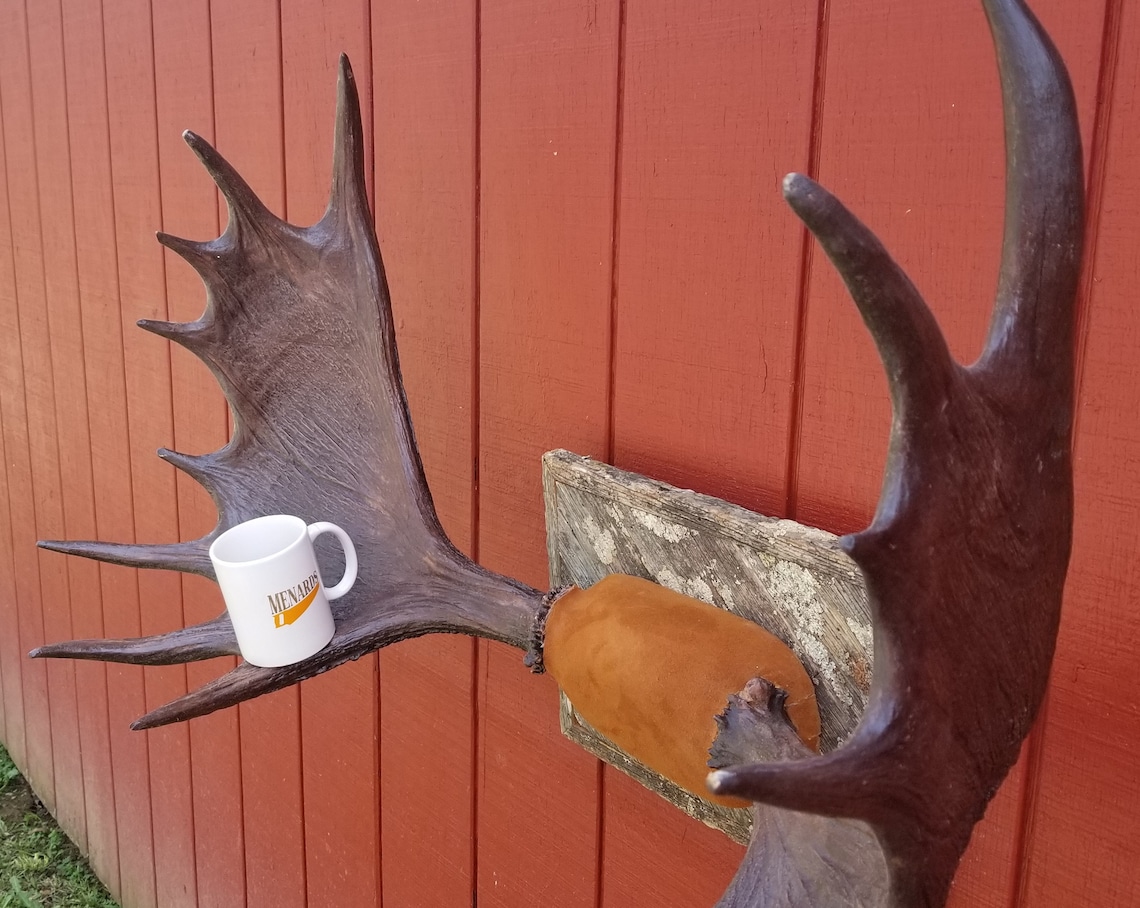 Professionally Mounted Authentic Moose Antler Sheds Etsy