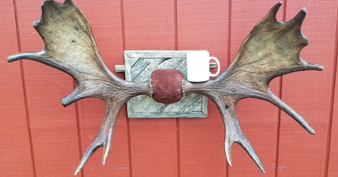 Professionally Mounted Authentic Moose Antler Sheds Etsy