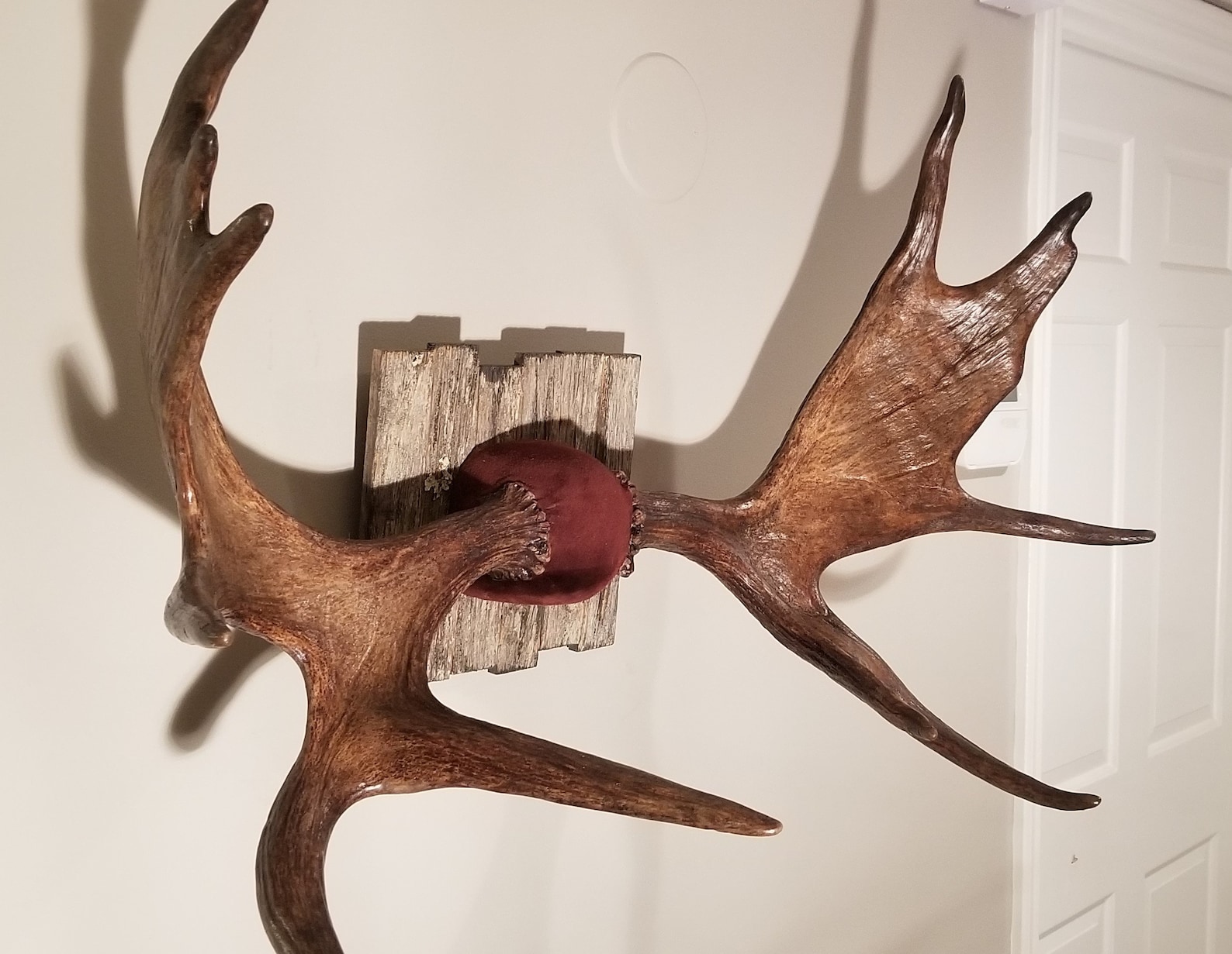 Moose Antler Shed Mount Etsy
